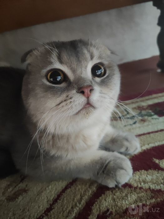 Кошка для вязки бесплатно