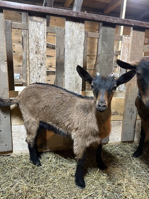 Vând iadă , original Alpin Franceză .