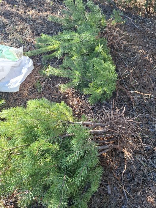 Озеленяване за паркове,  градини и тераси