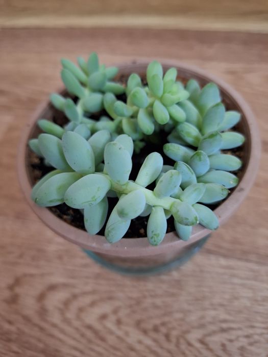 Седум  (очиток) Моргана