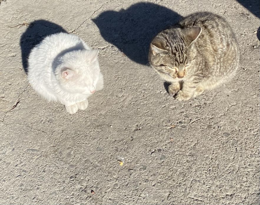 Котята в добрые руки