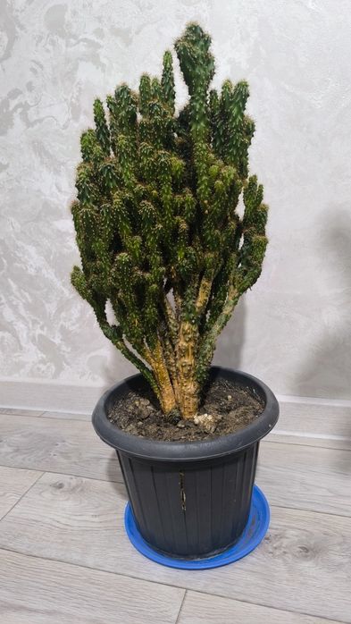 Срочно продам домашние цветы!