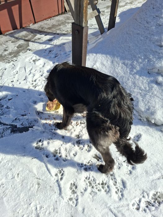 Найдена собака Казкрай