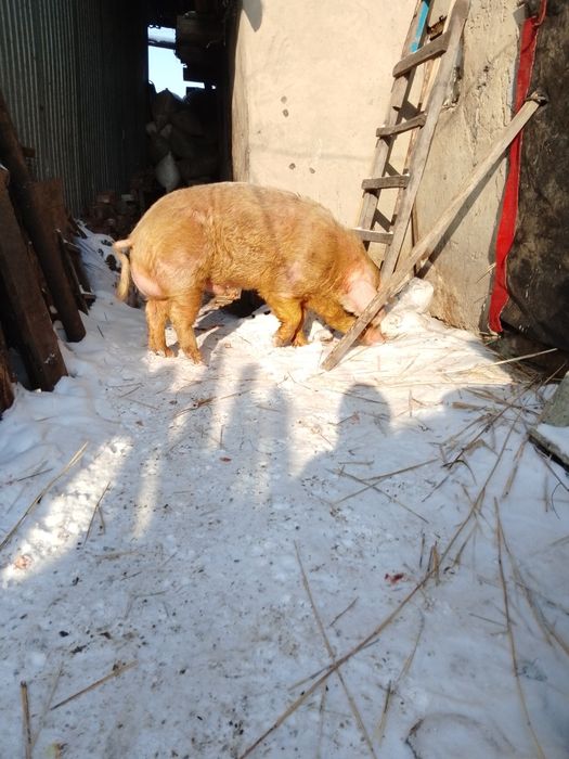 Продам 2-х годовалого кобана хряк