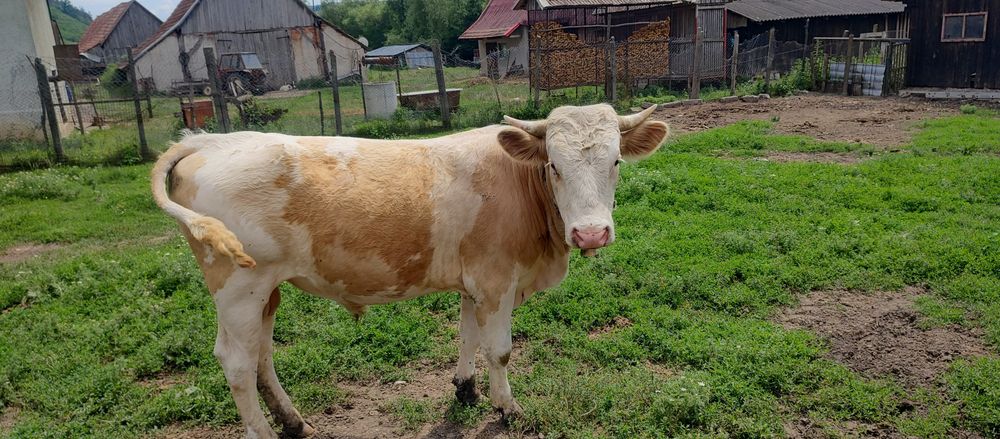 Vând un tăurași și o vacă