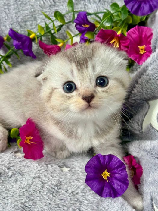 шиншиллы шикарные малыши