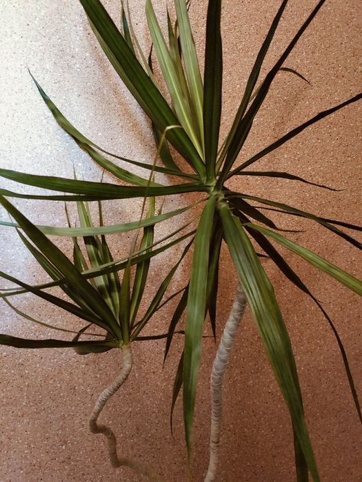 Продам цветок Драцена