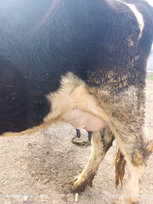 Тез арада бұзаулы сиырлар сатылады