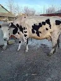 Schimb vacă românească