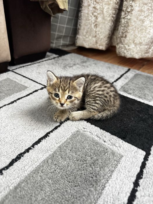 Отдам кошечку в добрые руки