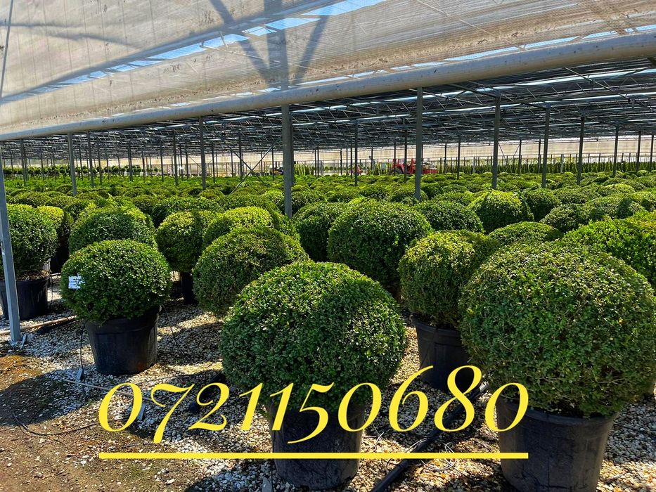 Leandru ( Nerium ) oleandru, lămâi, mandarin, buxus glob, maslin