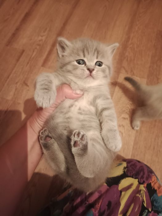Шотландские котятки Резерв