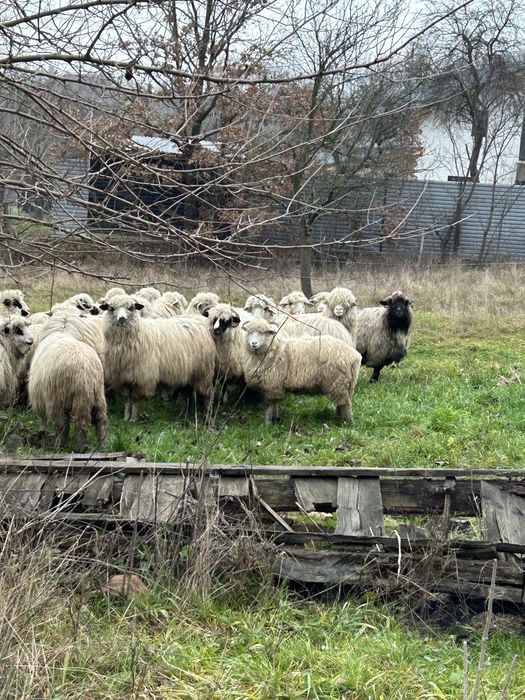 Vand oi miori stramiori si miele de anul trecut