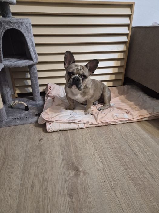 Французкий бульдог