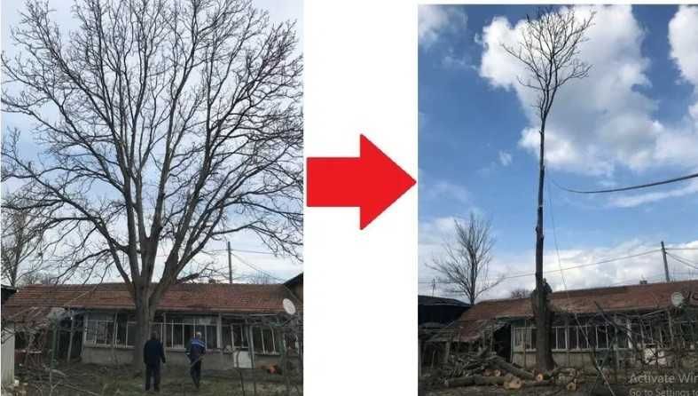 Премахване на опасни дървета от сертифициран Арборист в цялата Страна