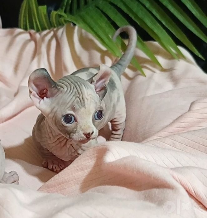 Сфинкс двельф 1 месяц девочка
