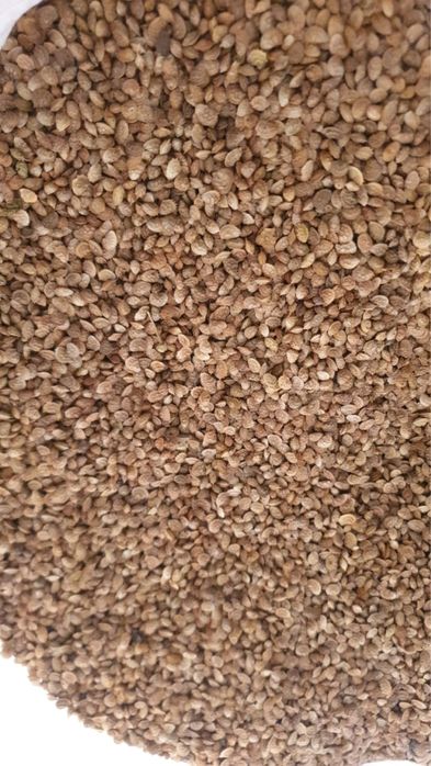 Семена Эспарцета