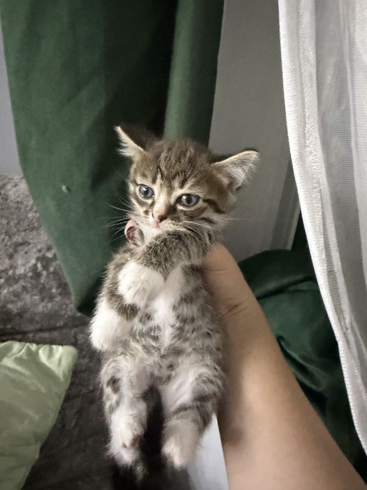 Раздаются котята
