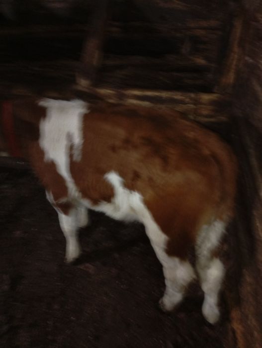 Vacă cu vițel de vânzare