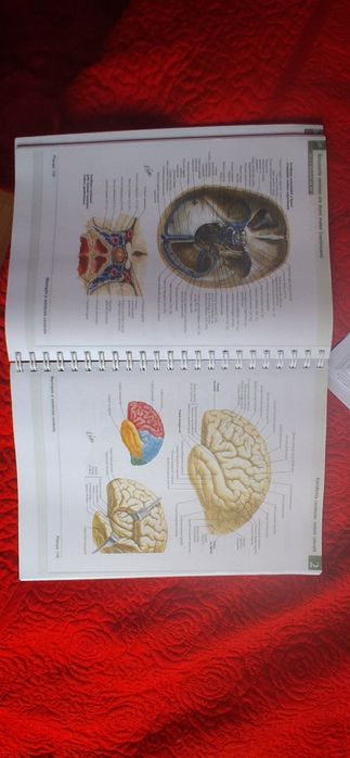 Atlas Netter anatomie printat