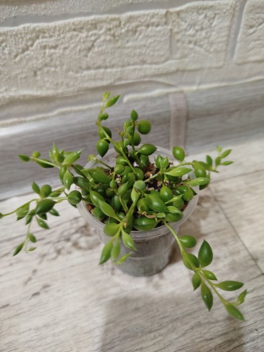 Продам суккуленты разных видов