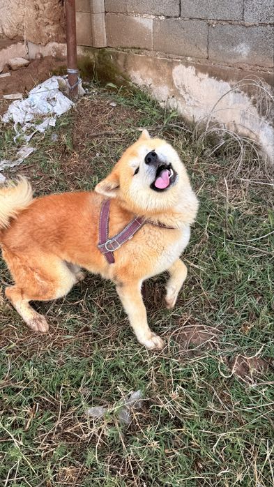 Akita Inu Erkak 2 yosh