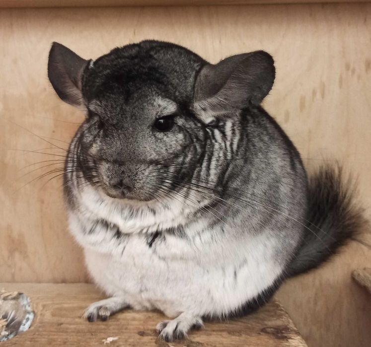 Шиншиллята чистопородные