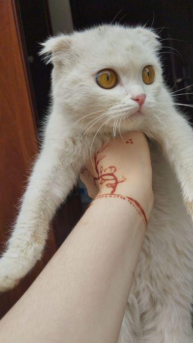 Ищем дом для кошечки
