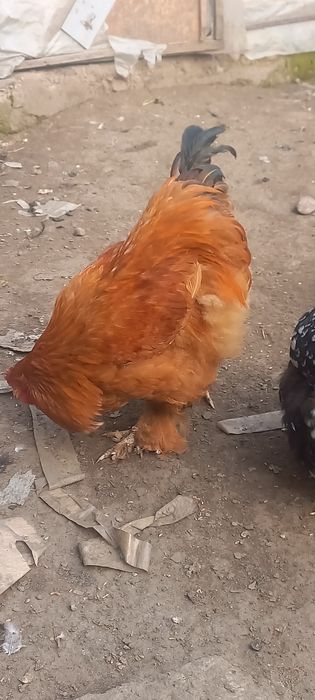 Продам инкубационное яйцо