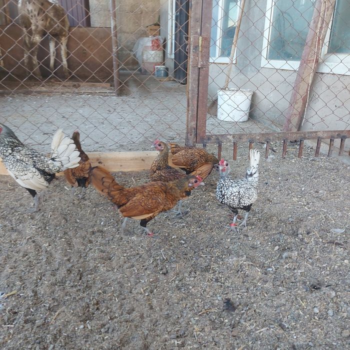 Сибрайт  сибрайт