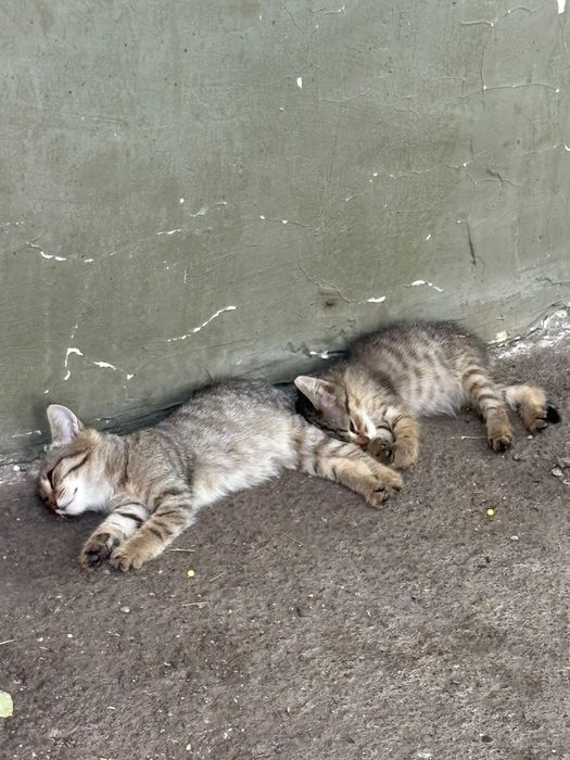 Очень красивые котята