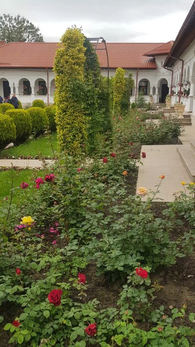 Arcade pt florii trandafiri