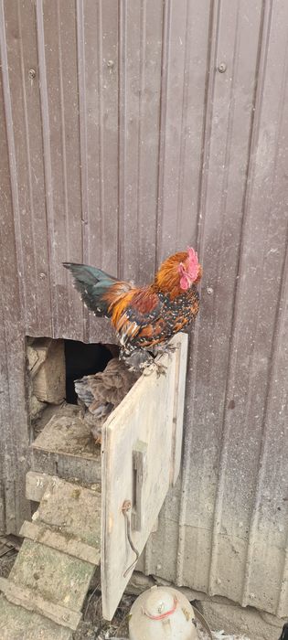 Cocoși de vânzare