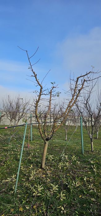 Taieri pomi profesionale Toaletare Formare coroana