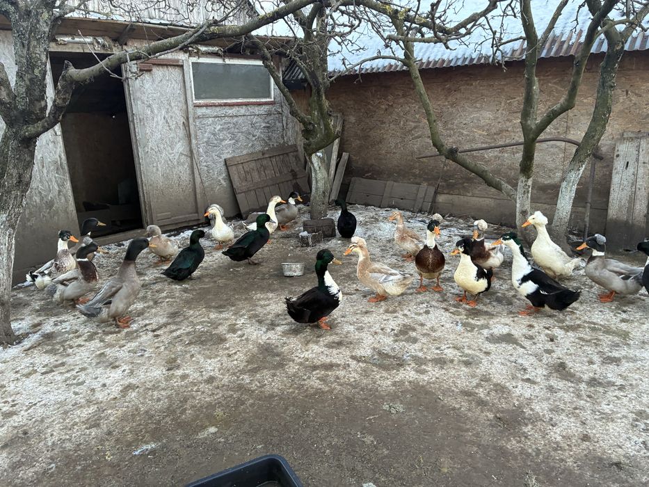 Oua de rata de vanzare