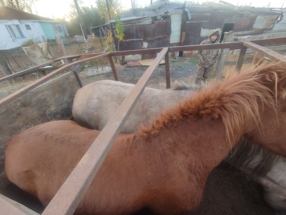 Еки байтал сатылады
