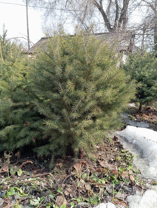 Ель тянь-шаньская