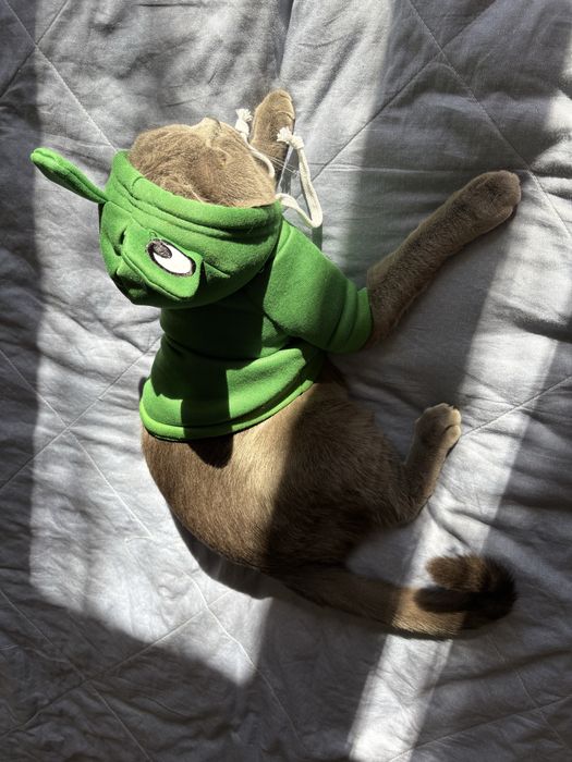 Британец-красавец, 1годик