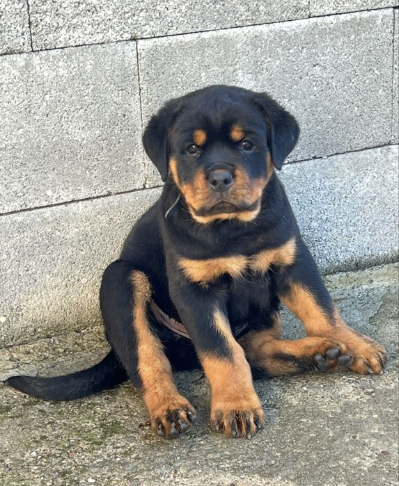 Pui rottweiler cu Pedigree Talie mare