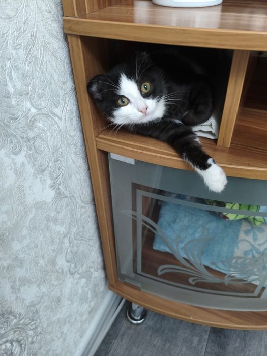 Кошечка вислоухая