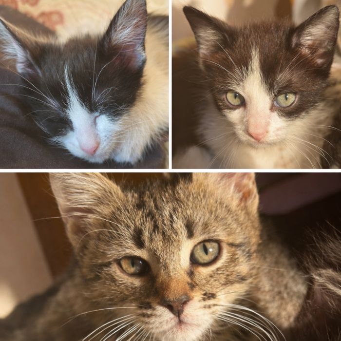 Отдам котят в добрые руки