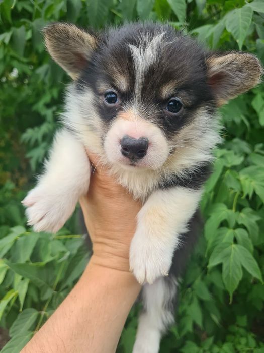 Продам щенков вельш-корги пемброк,рассрочка каспи 0 0 12