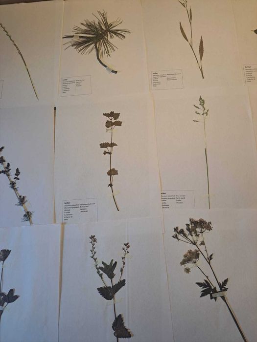 Ierbare Profesionale / La comandă /Calitate superioară/ Școală/Faculta