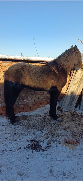 Продам лошадей,  жеребцы стоят на откорме