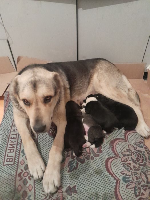 Продам (САО) Алабай