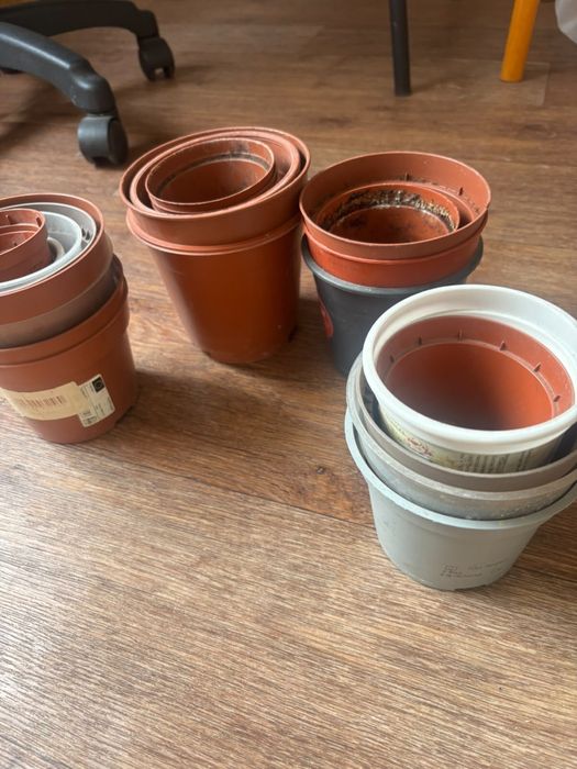 Продам цветы разные