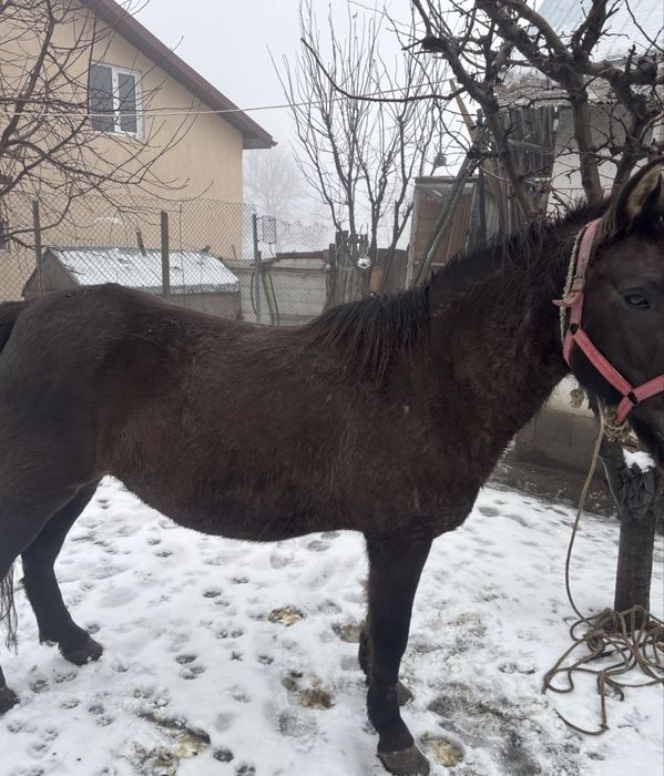 Vand cai de tras la caruta