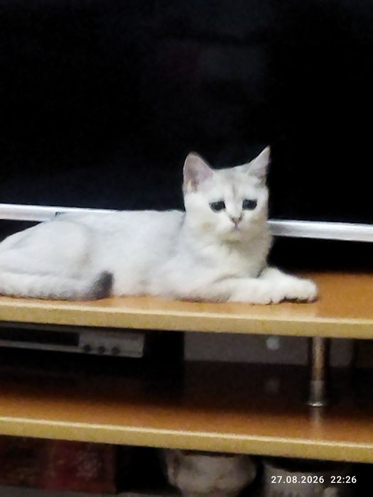 Срочно продаются котята