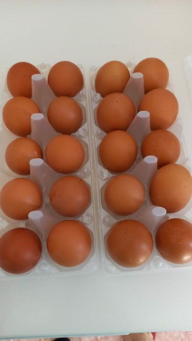 Яйца на инкубатор