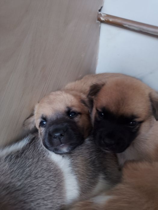 Adoption Căini...